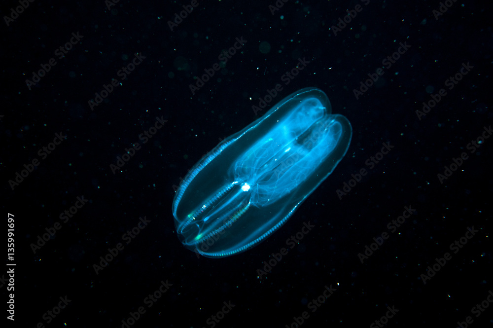 Naklejka premium Comb jellyfish in the deep