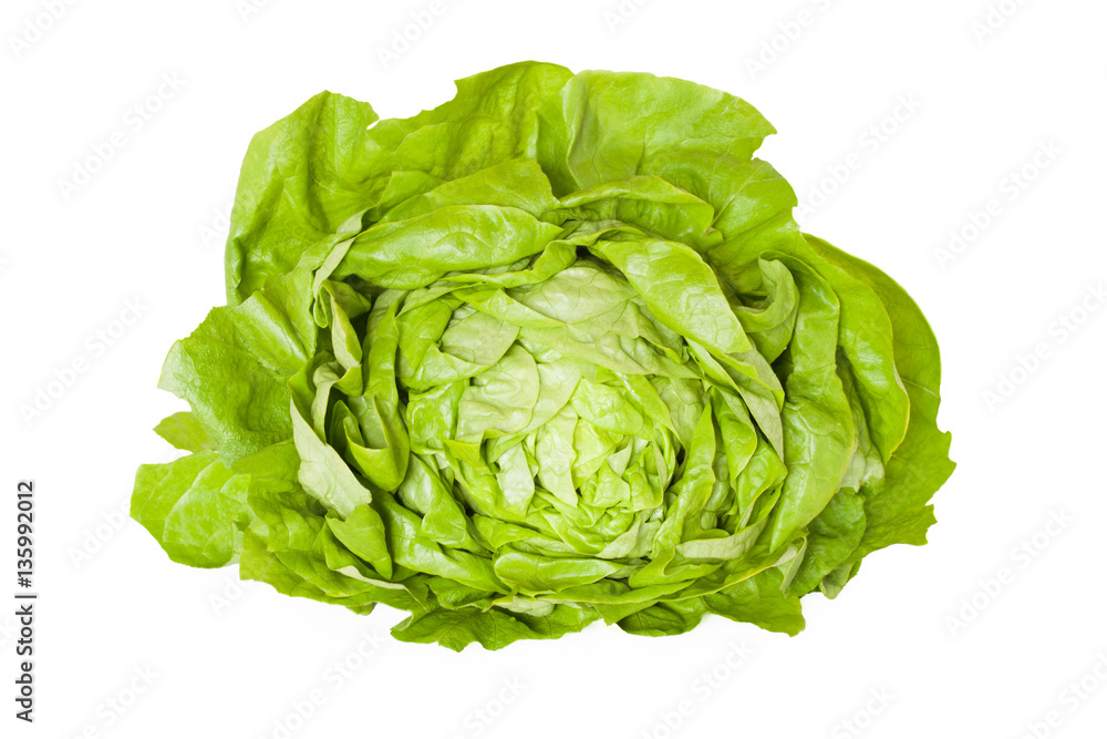 Fototapeta premium Butterhead Lettuce Isolated
