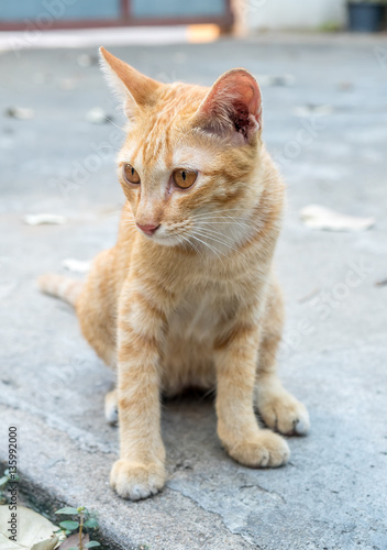 Golden brown kitten sit on floor