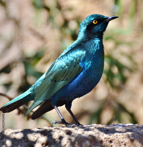 The Cape starling or Cape glossy starling (Lamprotornis nitens) is an iridescent blue  photo