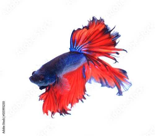 Red and blue half moon butterfly siamese fighting fish,on white background.