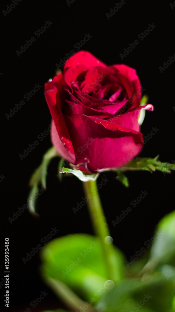 Red rose isolated white,.In the dark days of love,copy Space Red rose isolated white,.In the dark days of love,copy Space