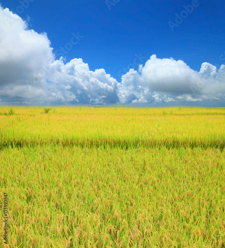 Rice field green grass blue sky cloud cloudy landscape backgroun