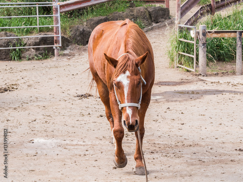 ハワイ クアロア牧場 馬 photo