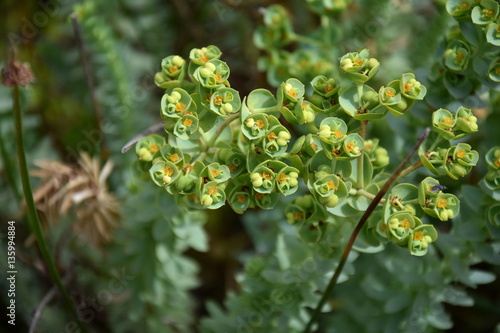 Euphorbia helioscopia - a spurge plant also known as Sun Spurge Umbrella Milkweed Wart Spurge and Madwoman's milk. Spurge flowers (Euphorbia Amygdaloides). Beautiful green plant blooming in summer.