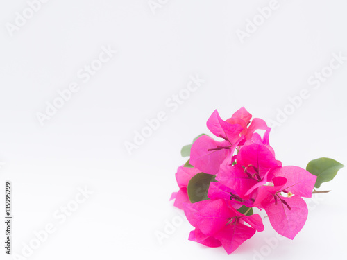 Bougainvillea on white background
