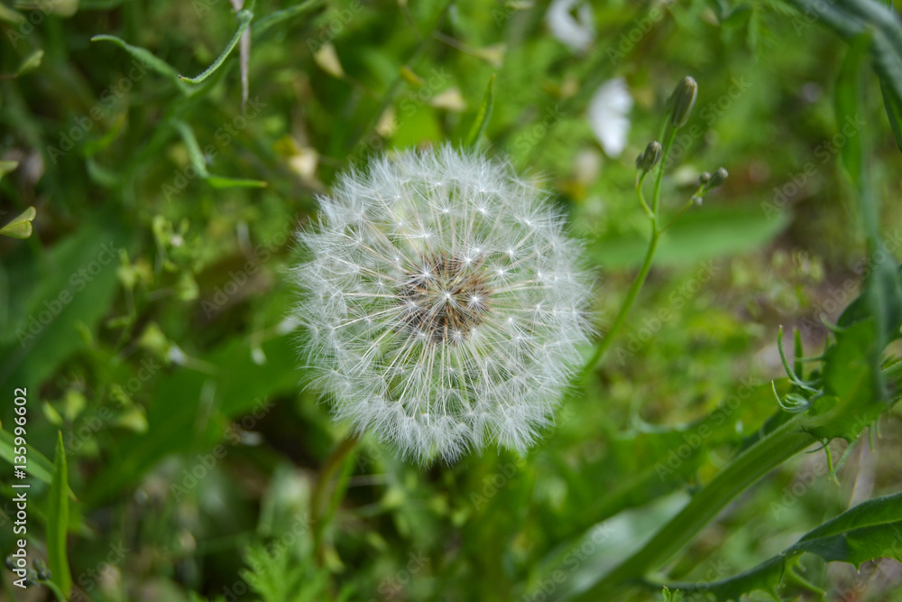 One dandelion closeup in nature