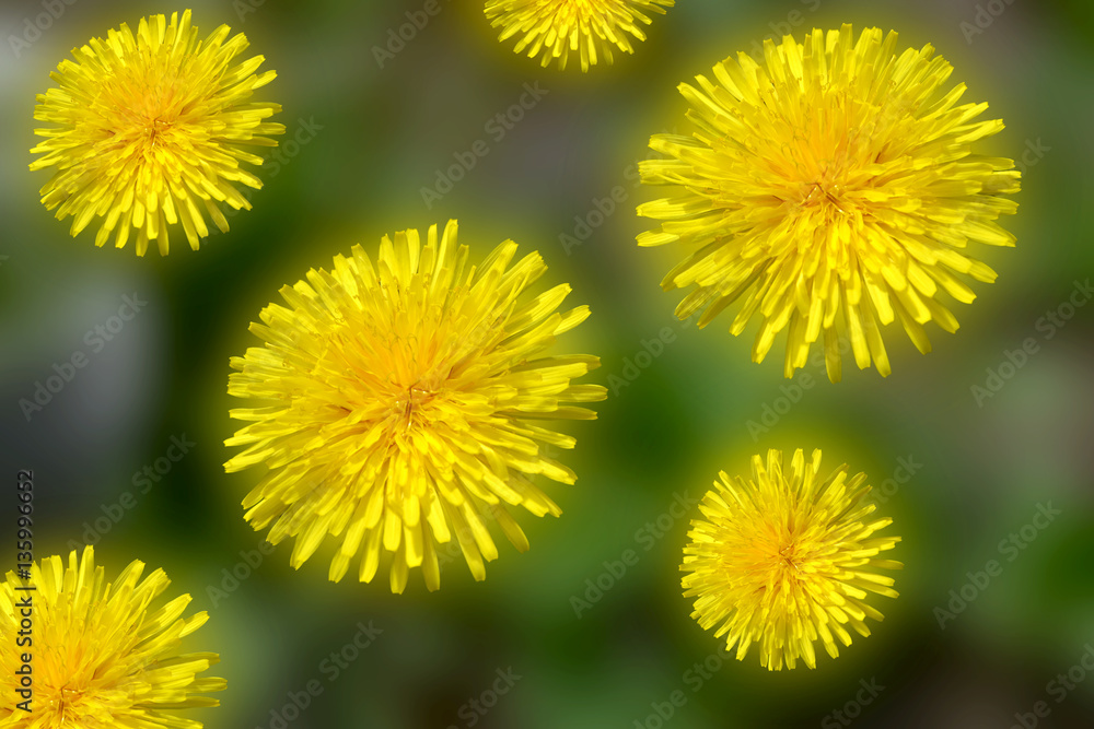 Dandelion flowers for nature background