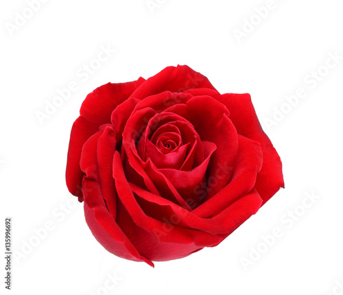 Natural red rose isolated on white background