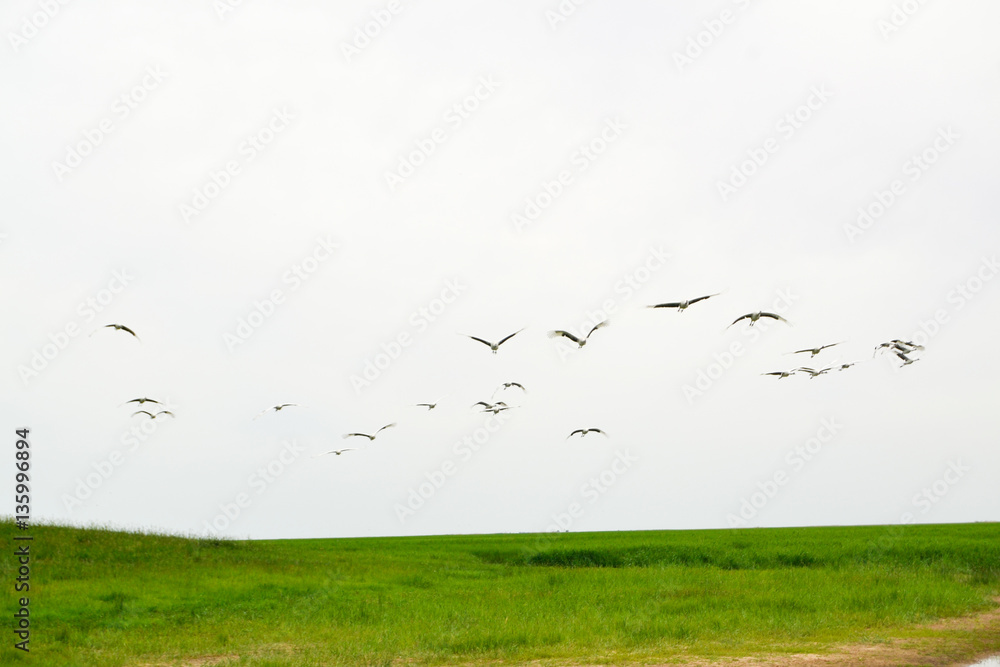 Red-crowned crane flying in sky