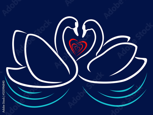 Swan Couple in Love