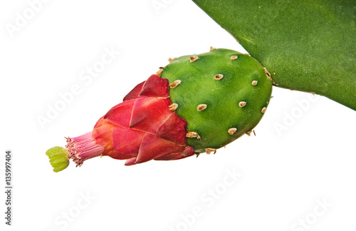 Cactus with red flowers isolated on white background