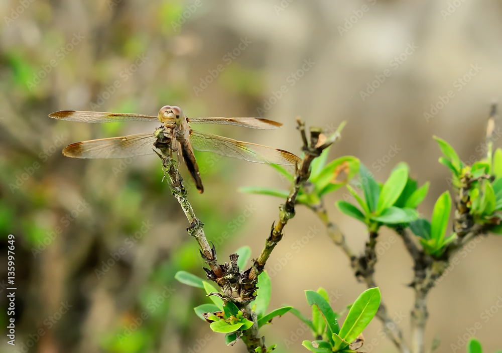 Dragonfly