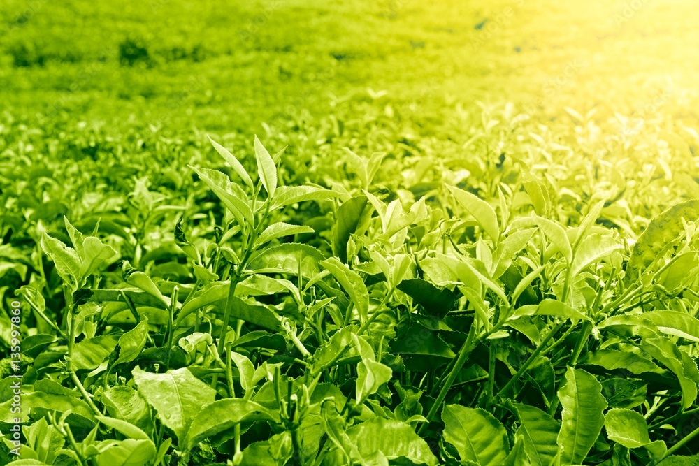 Green tea bud and leaves on the sun Green tea bud and leaves on the sun