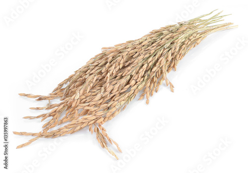 Paddy rice isolated on white background