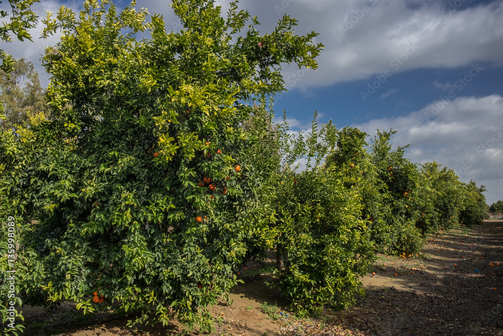 The tangerines trees at the Israeli agricultural farm