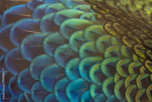 Fototapeta Naklejka Na Ścianę i Meble -  close-up peacock feathers, Beautiful bird feathers 
