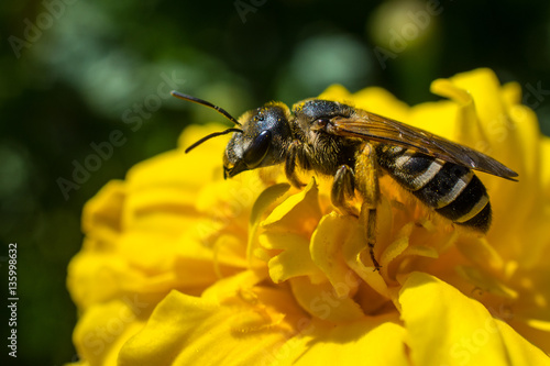 Wild bee on a yellow flower in summer © Vlad