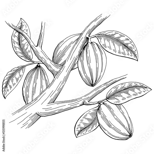 Cocoa graphic black white isolated sketch illustration vector