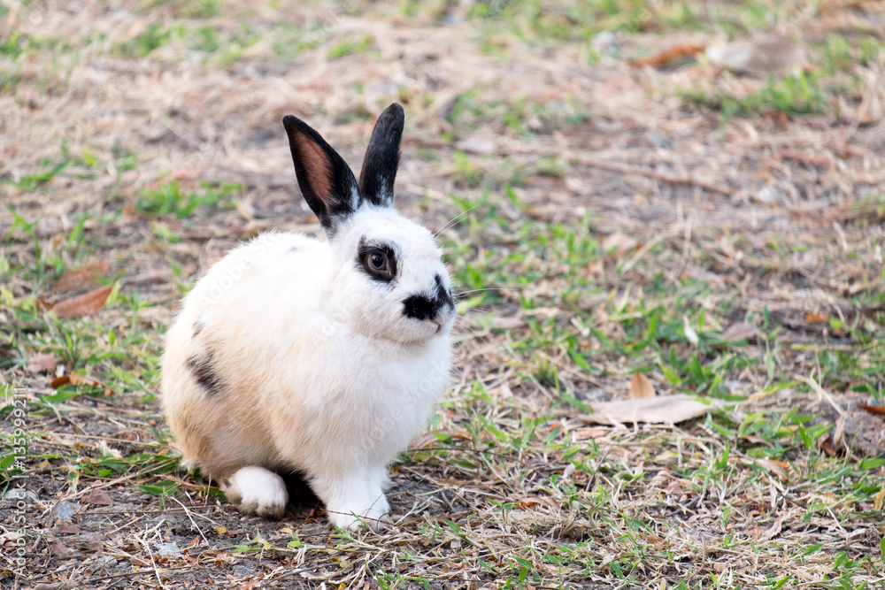 Cute rabbit with a carrot in garden grass. Cute rabbit with a carrot in garden grass.
