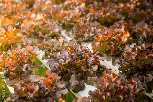 Organic hydroponic vegetable cultivation farm. photo