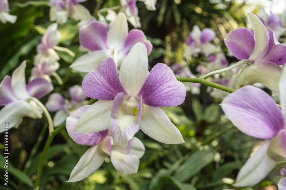 Obraz premium Orchid park is the beautiful orchids set in a delightful natural environment.
