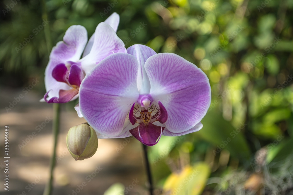 Orchid park is the beautiful orchids set in a delightful natural environment. Orchid park is the beautiful orchids set in a delightful natural environment.