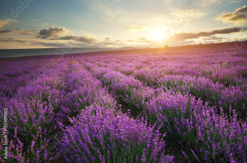 Lavender beautiful meadow. © GIS