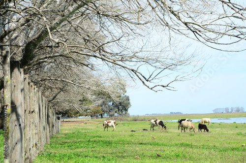 Tambo de Vacas Holando photo