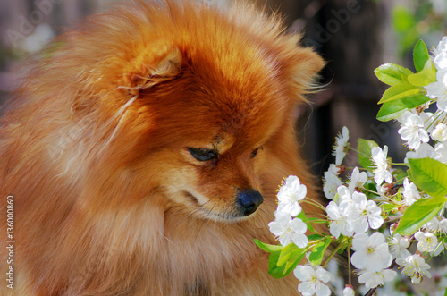 pomeranian spitz sniffs cherry flowers
