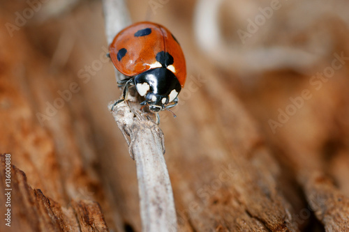 ladybug