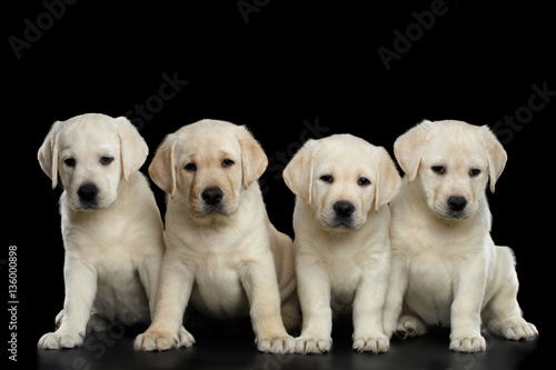 Four White Labrador puppy Looking in camera on isolated Black background, front view