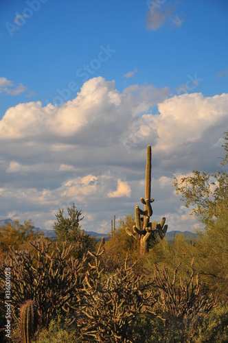 Arizona Desert Landscapes