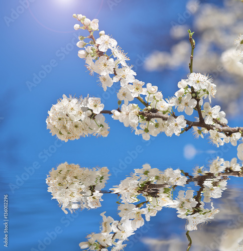 Spring flower on tree.