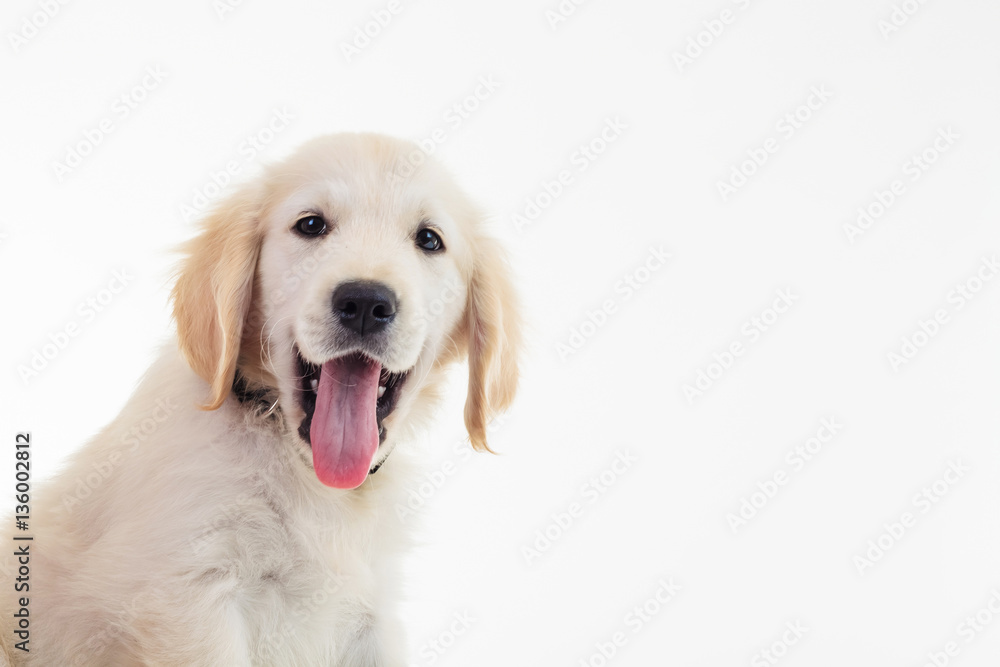 panting golden labrador retriever puppy with mouth open panting golden labrador retriever puppy with mouth open
