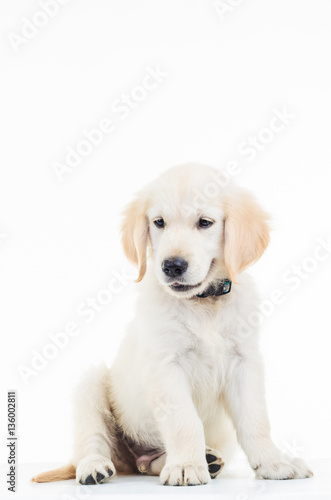 cute golden labrador retriever puppy dog sitting