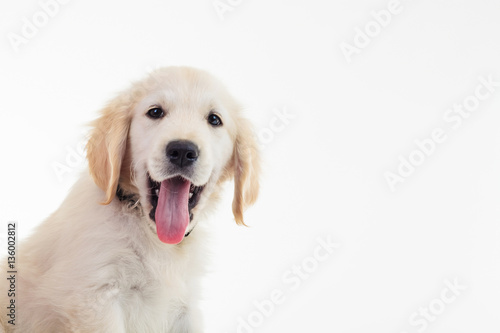 panting golden labrador retriever puppy with mouth open