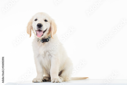 happy panting golden labrador retriever puppy dog sitting photo