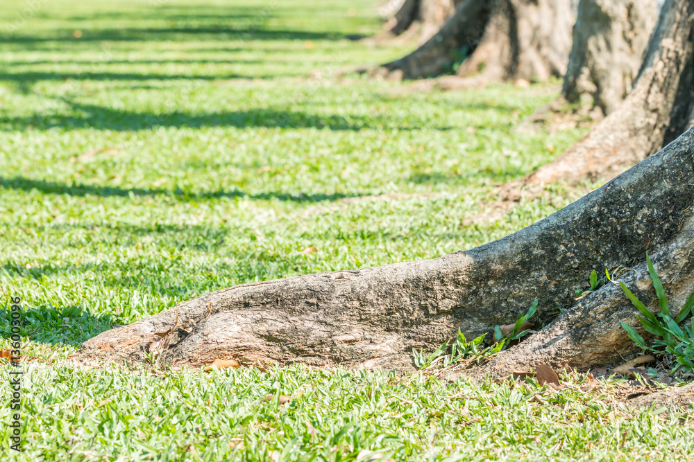 Obraz premium Roots of a large tree