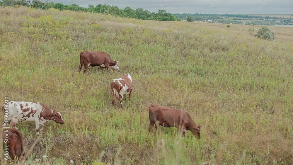 Cows are grazing in the meadow Cows are grazing in the meadow