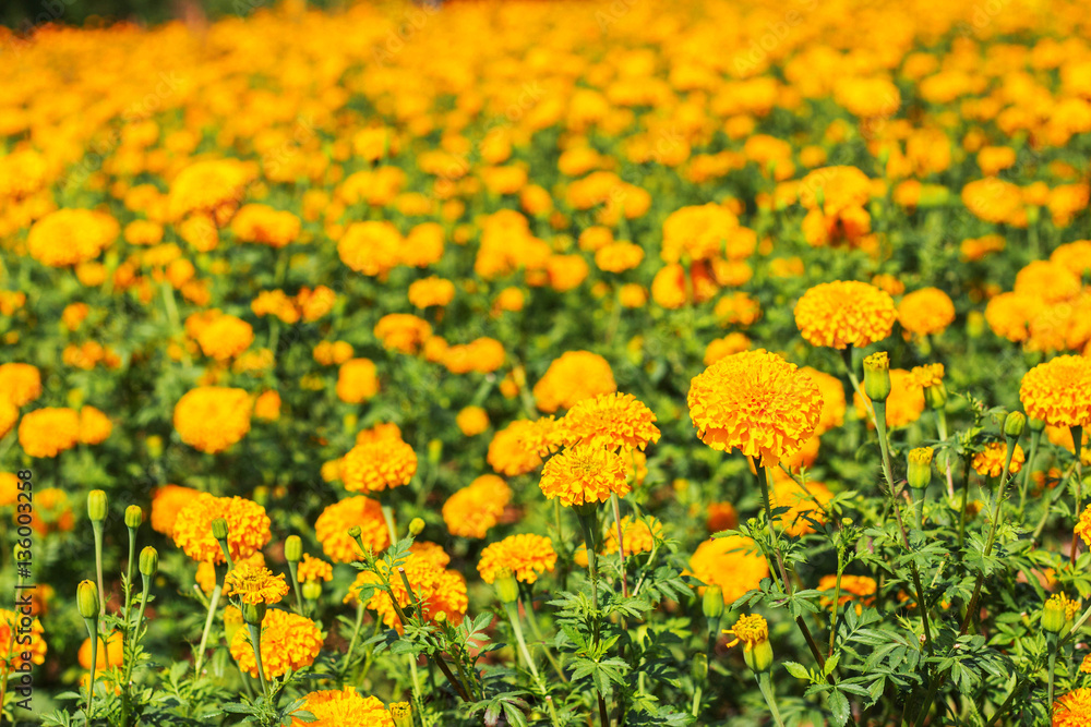 marigold in the garden.