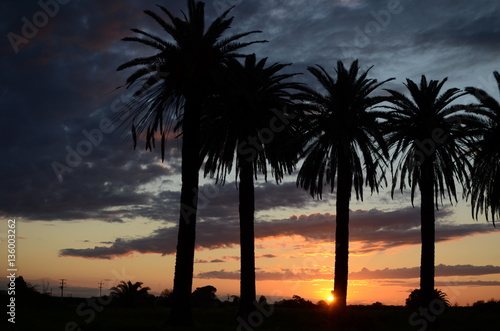 Silhouette de palmier sur un coucher de soleil 