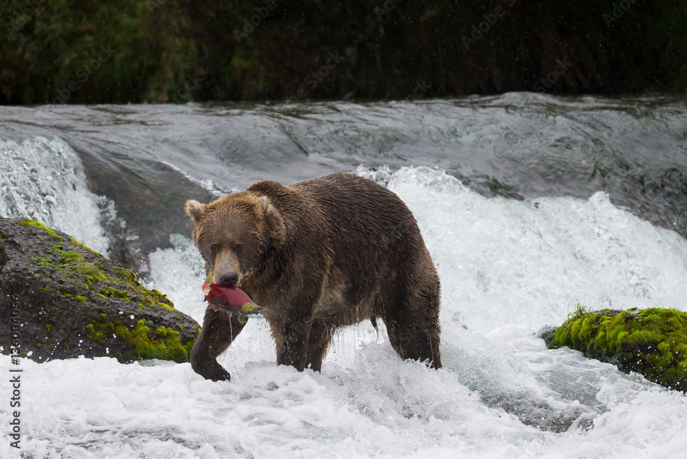 Brown Bear with Salmon in Brooks River Brown Bear with Salmon in Brooks River