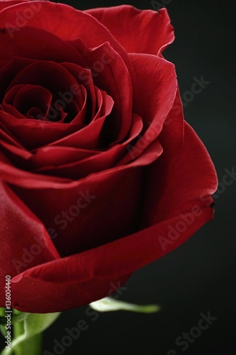 half red rose