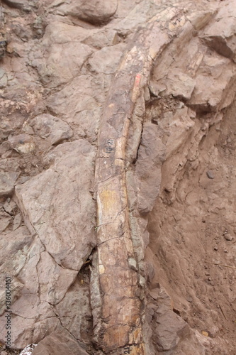 Petrified dinosaur remains in the mountain parks.