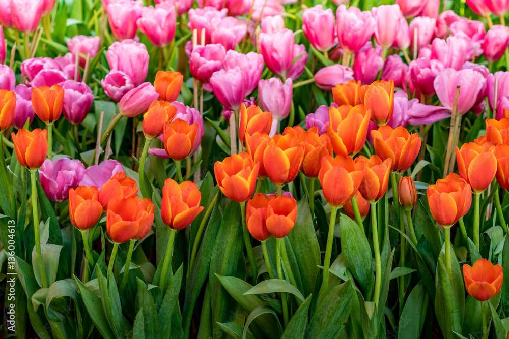 Beautiful Red tulip Beautiful Red tulip