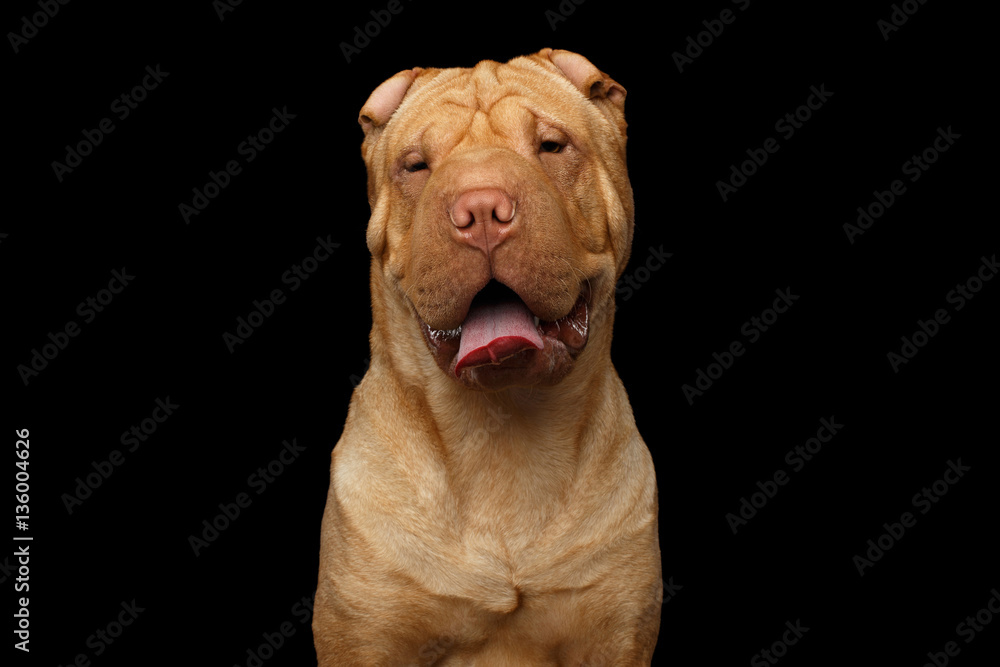 Close-up Portrait of Happy Wrinkled Sharpei Dog on Isolated Black Background, Front view