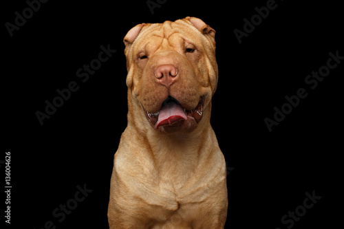 Close-up Portrait of Happy Wrinkled Sharpei Dog on Isolated Black Background  Front view