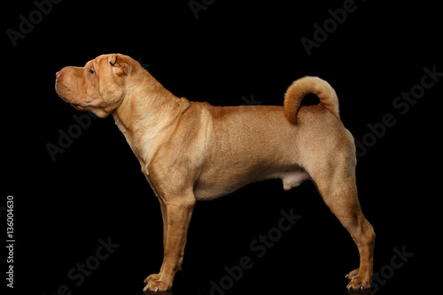 Sharpei Dog Standing on Isolated Black Background  Side view