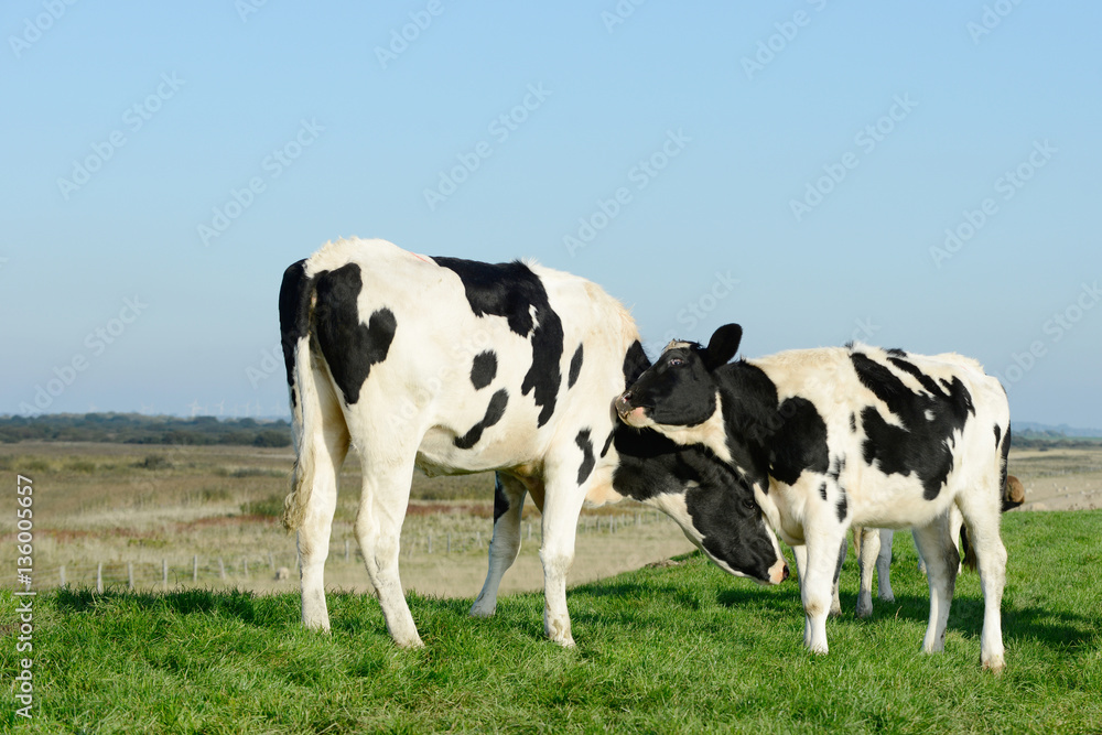 cattle standing on meadow